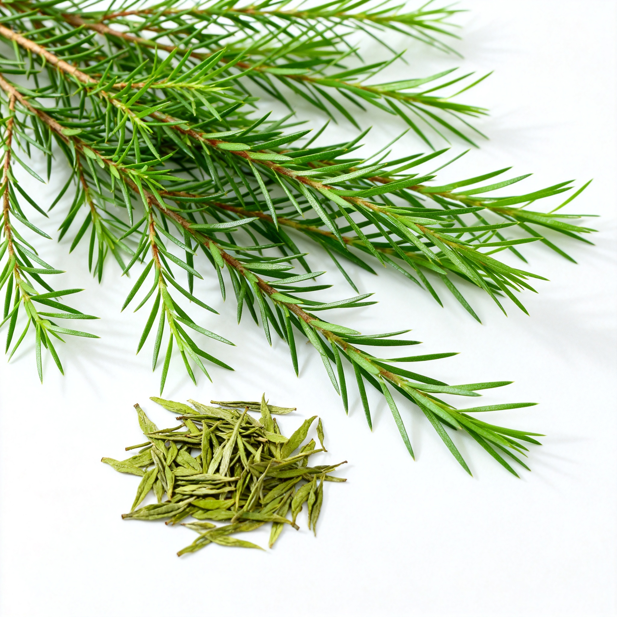 Aspalathus linearis Green Rooibos Raw Material