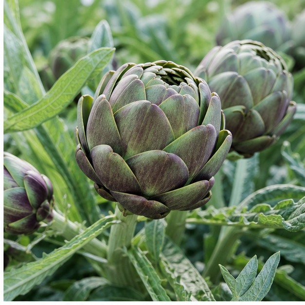 Artichoke Extract Powder 5% Cynarin source image