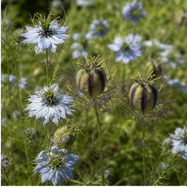 Black Seed Extract Powder 4:1 source image