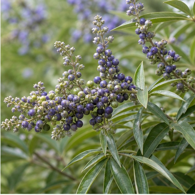 Chaste Tree Fruit Extract Powder 4:1 source image
