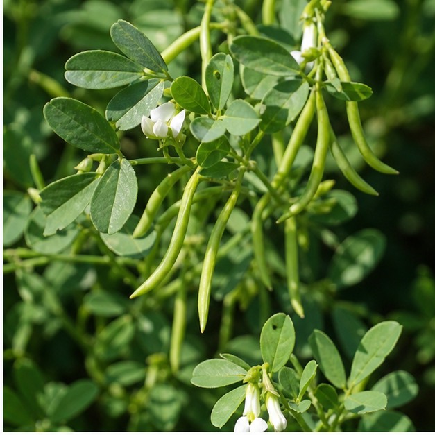 Fenugreek Seed Extract Powder 50% Saponins source image