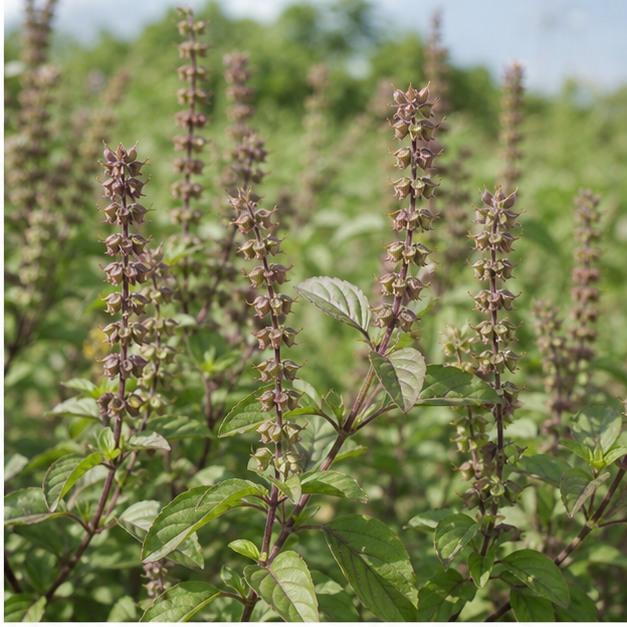 Holy Basil Seed Extract Powder 4:1 source image