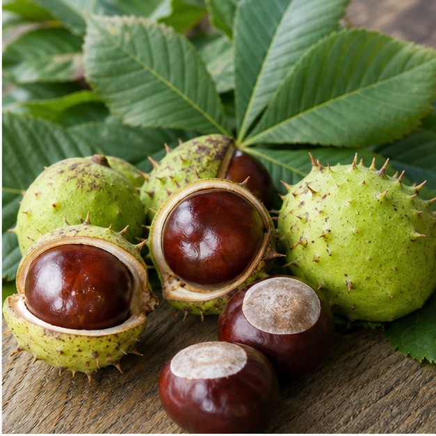Horse Chestnut Seed Extract Powder 20% Aescin source image