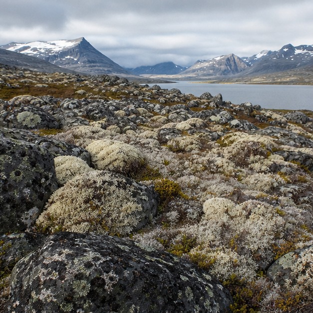 Iceland Moss Extract Powder 4:1 source image