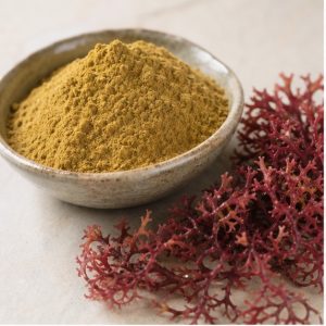 Irish Moss Extract Powder 10:1 hero image