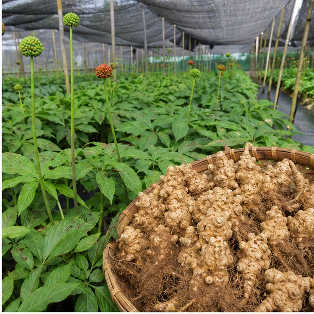 Panax Notoginseng Root Extract Powder 10:1 source image