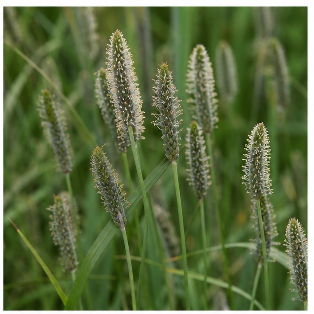 Psyllium Husk Powder 85% source image