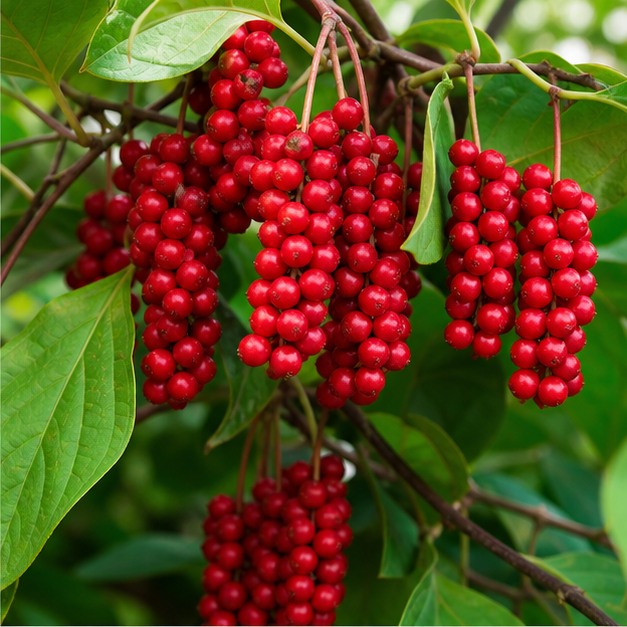Schisandra Fruit Extract Powder 10:1 source image