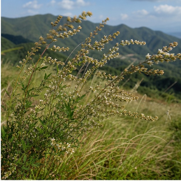 Sericea Lespedeza Stem-and-Leaf Extract Powder 4:1 source image
