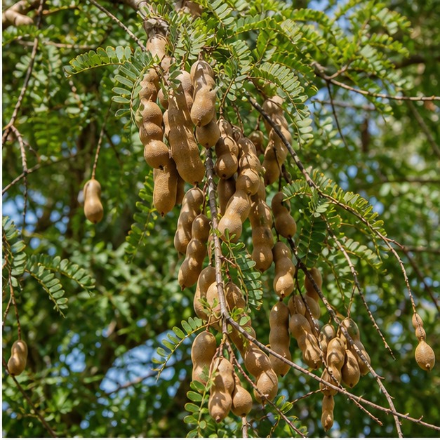 Tamarind Fruit Extract Powder 10:1 source image