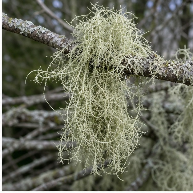 Usnic Acid Powder 98% Usnea Extract source image