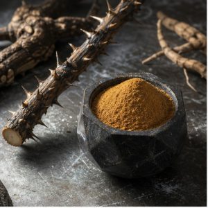 Manyprickle Acanthopanax Root Extract Powder 0.8% Eleutherosides B+E hero image