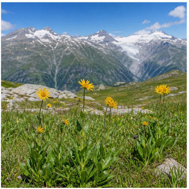 Arnica Flower Extract Powder 10:1 source image