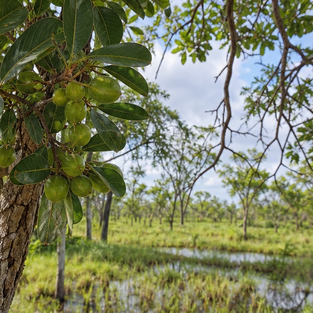 Kakadu Plum Fruit Powder source image