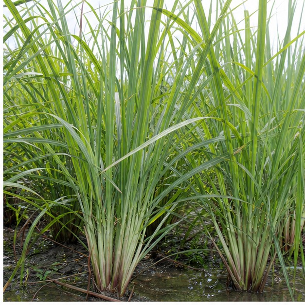 Lemongrass Whole-Herb Extract Powder 10:1 source image