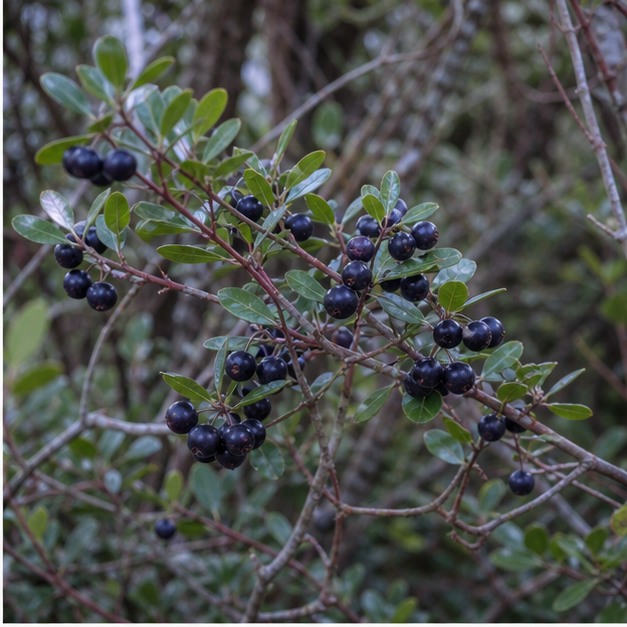 Maqui Berry Fruit Juice Powder source image
