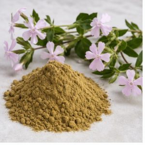 Soapwort Whole-Herb Extract Powder 10:1 hero image