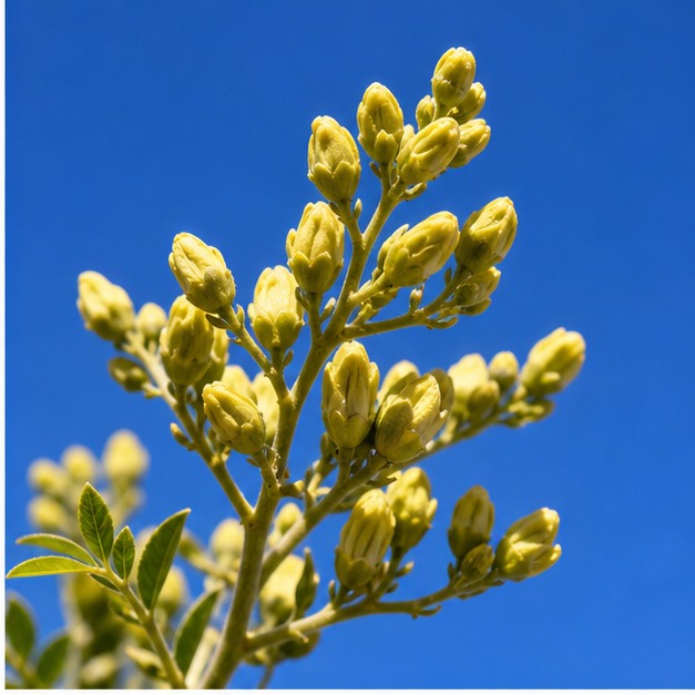 Sophora Japonica Flower-Bud Extract Powder 20:1 source image