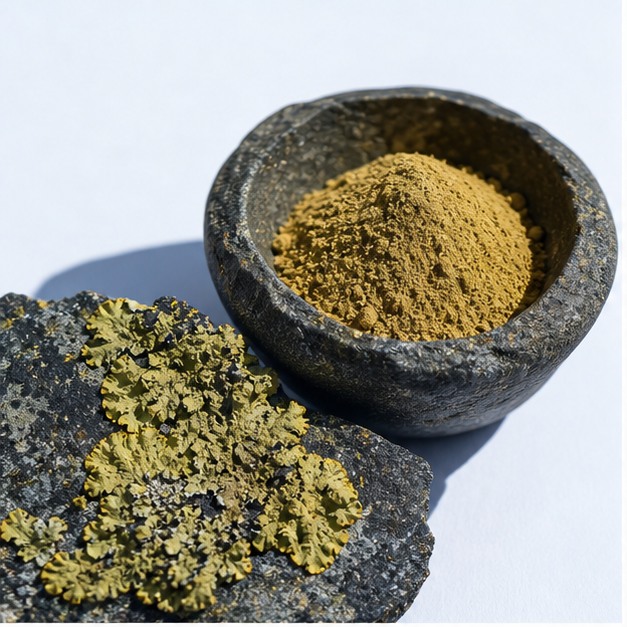 Xanthoparmelia Lichen Extract Powder 4:1 hero image